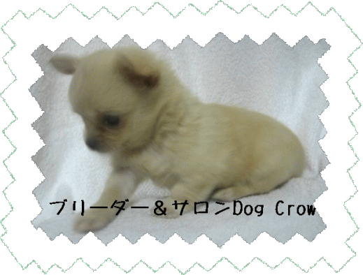 Dog Crow かけがえのない犬達と共に チワワ プードル ポメラニアン パグ ダックス 仔犬ブリーダー サロン 愛知